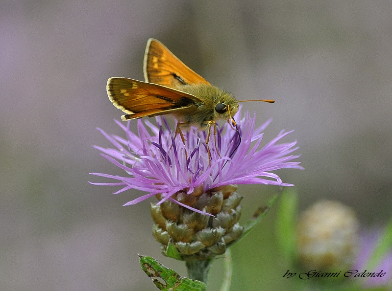 Thymelicus lineola?